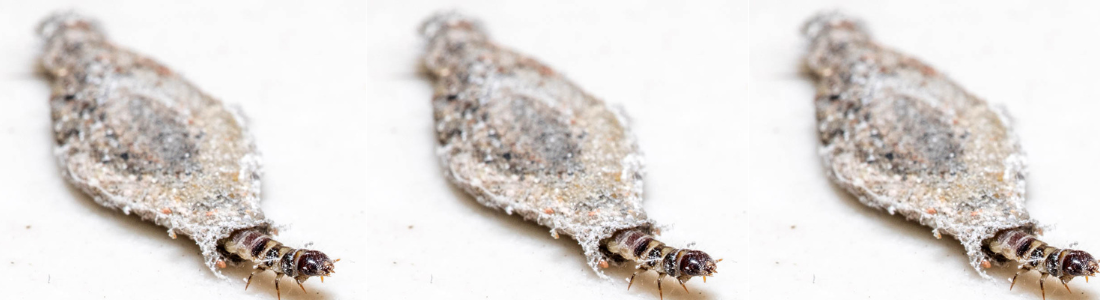 Dedetização de Traças em Itaquera 24 HORAS