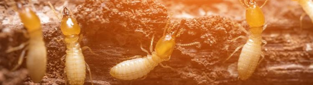 Cupim de Madeira Seca 24 HORAS