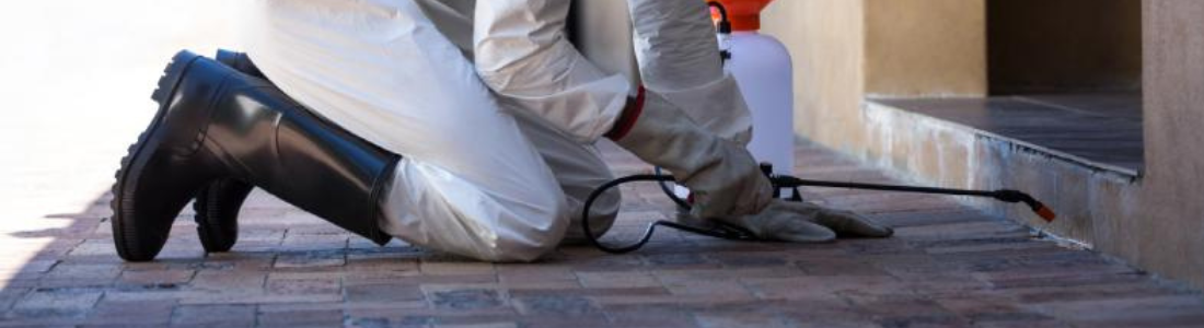 Dedetizadora em São Paulo 24 HORAS