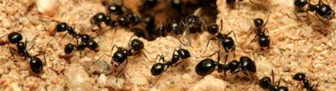 Dedetização de Formigas 24 HORAS