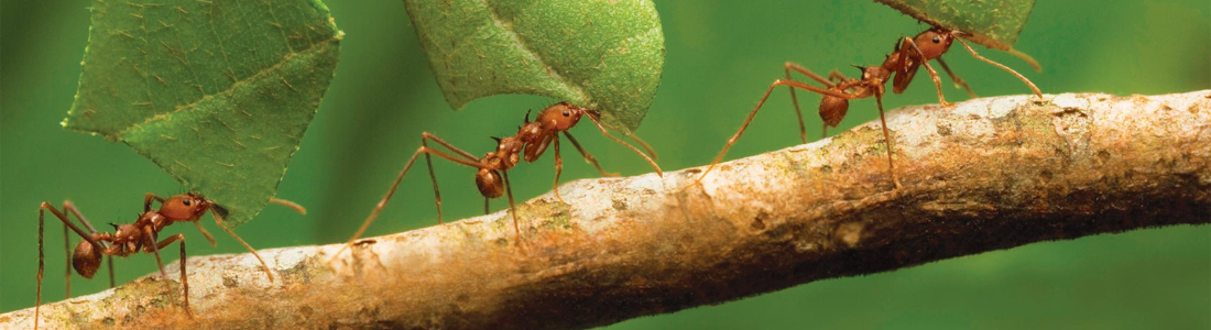 Formigas cortadeiras 24 HORAS