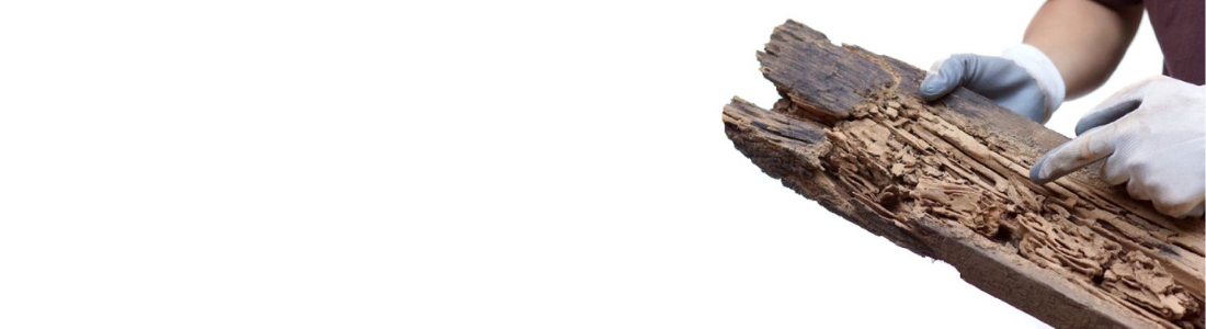 Descupinização Em São Paulo 24 HORAS