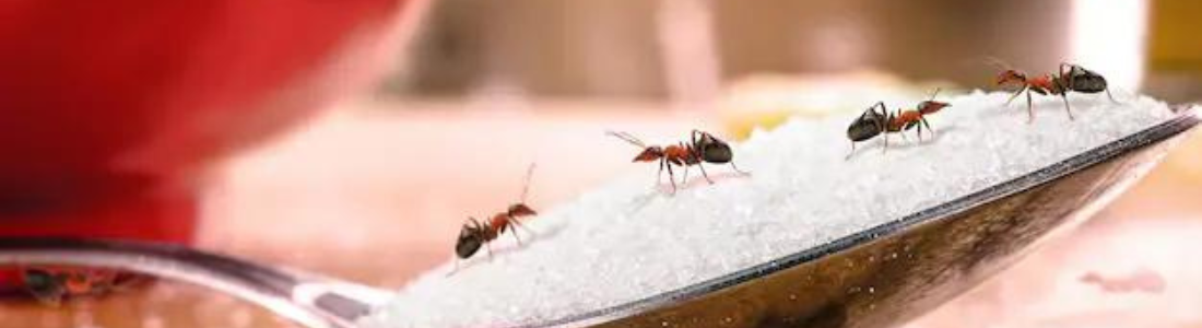 Formigas Doceiras: Dicas para Proteção de Alimentos 24 HORAS