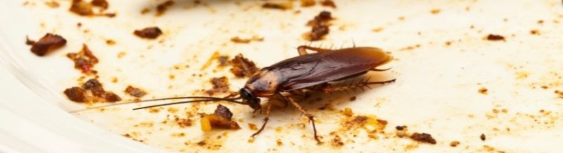 Como Funciona a Dedetização de Baratas 24 HORAS