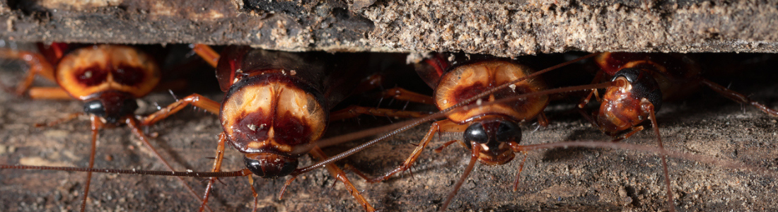 Baratas de Esgoto 24 HORAS