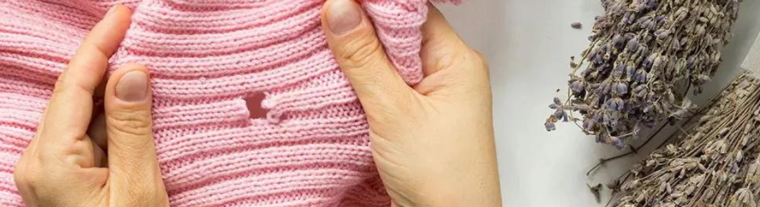 Dedetização de Traças: Cuidados e Benefícios para Sua Casa 24 HORAS