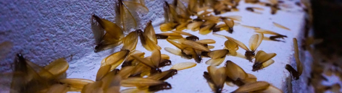 Quando Começa a Época de Cupim? Dicas de Prevenção 24 HORAS