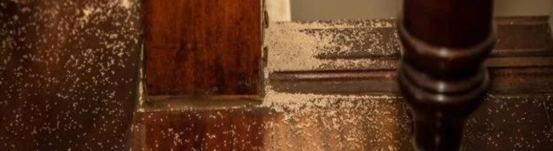 Guarda-Roupa com Cupins? Saiba Como Fazer a Descupinização 24 HORAS