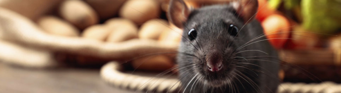 Dedetização de Ratazanas: Livre-se de Infestações Perigosas 24 HORAS