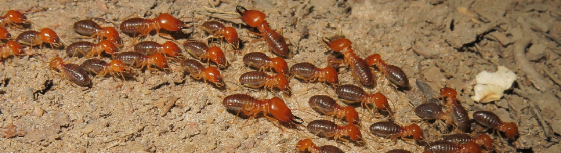 Cupins na Estrutura? Saiba Como a Descupinização Pode Ajudar 24 HORAS