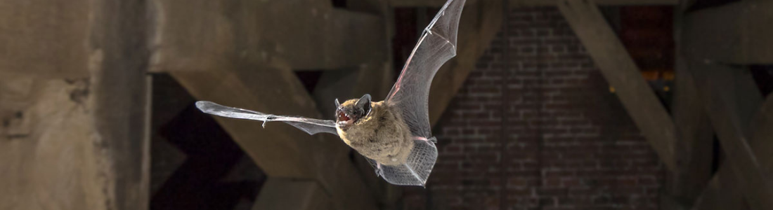 Morcegos no Telhado? Dedetizadora Especializada em Manejo  24 HORAS