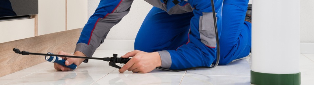 Serviço de Dedetização 24 Horas: Proteja Sua Casa e Empresa 24 HORAS