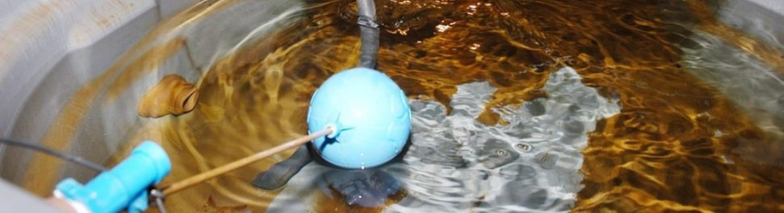 Sua Caixa de Água Está Limpa? Garanta Saúde e Segurança 24 HORAS