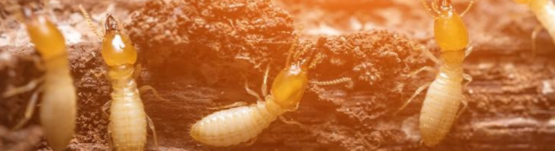 Descupinização Urgente 24 HORAS