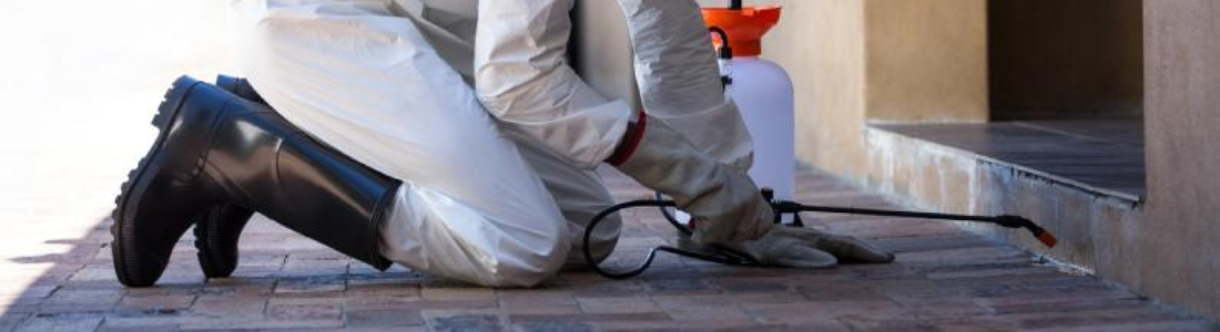 Dedetização Preventiva em Condomínios 24 HORAS