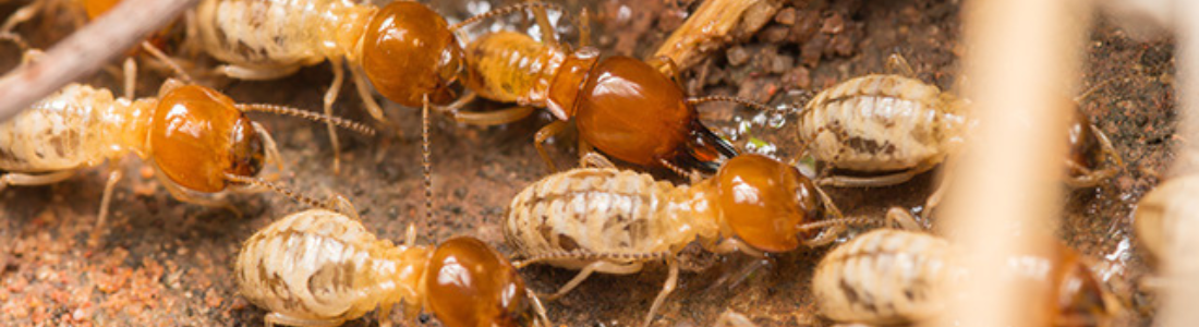 Descupinização Residencial 24 HORAS