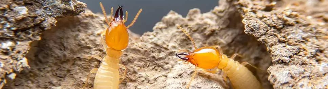 Descupinização de Cupins Alados 24 HORAS