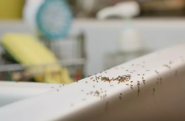 Formigas doceiras: Como Acionar uma Dedetizadora  24 HORAS