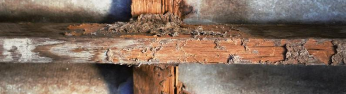 Cupins Reprodução 24 HORAS