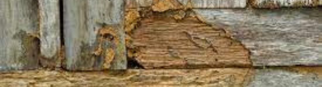 Descupinização no madeiramento 24 HORAS