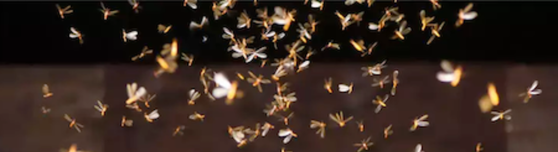 Cupim de Revoada 24 HORAS