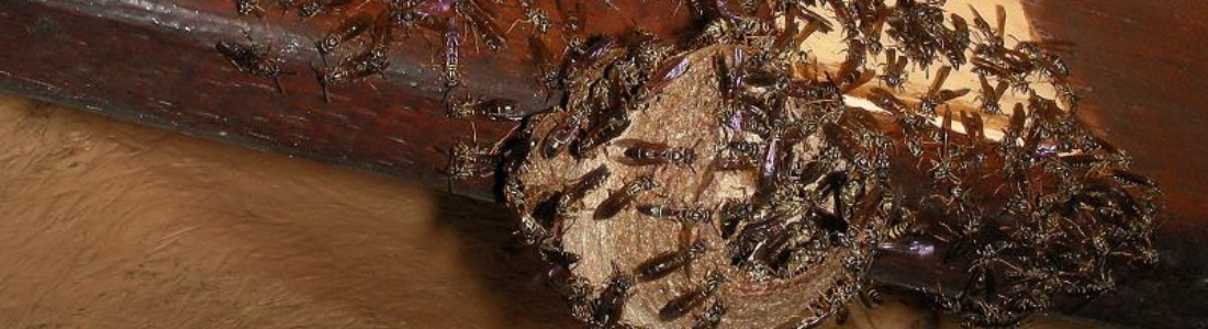 Remoção de Vespas 24 HORAS