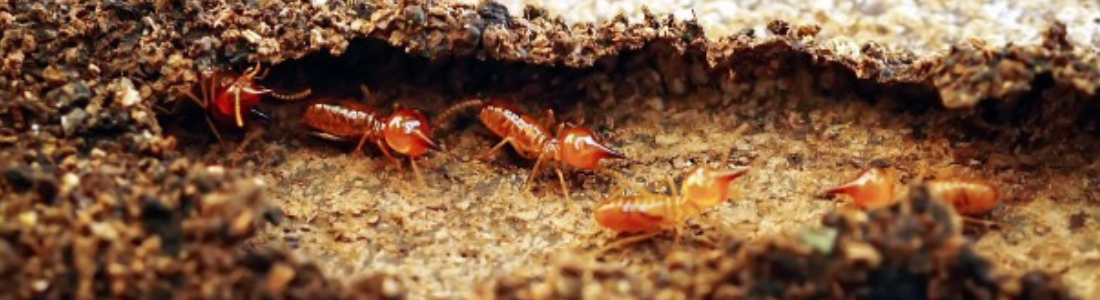 Como Identificar Cupim 24 HORAS