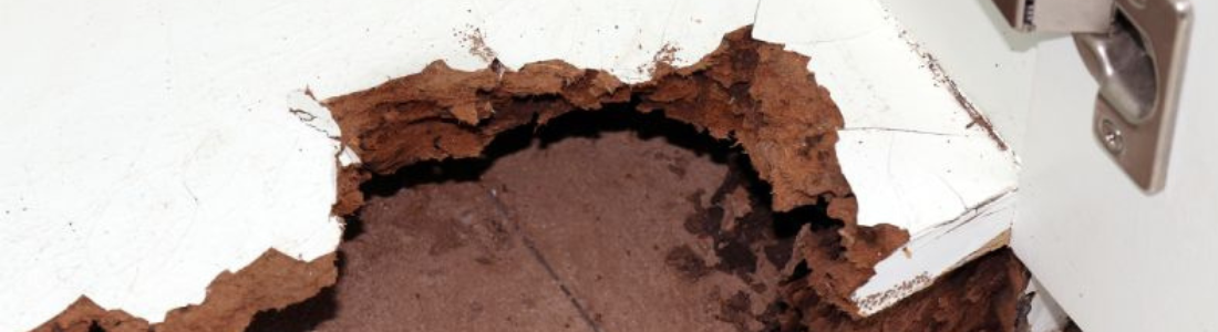 Descupinização em Apartamento 24 HORAS