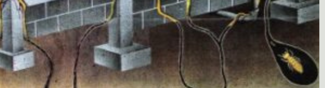 Descupinização Submerso 24 HORAS