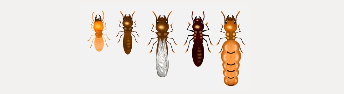 Solução Definitiva Contra Cupins 24 HORAS