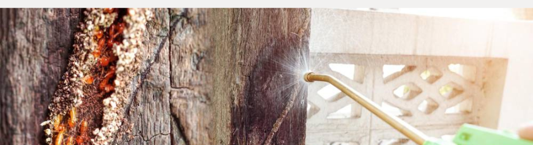 Descupinização Eficaz 24 HORAS