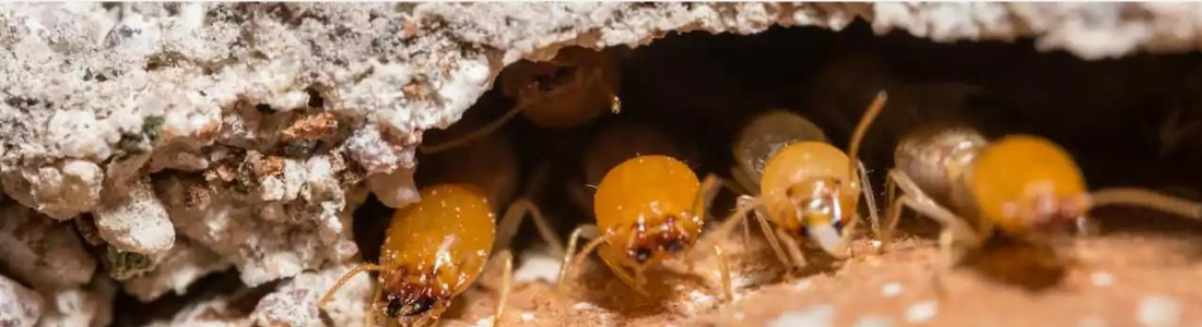 Solução Definitiva para Madeira Infestada: Descupinização Rápida e Eficaz 24 HORAS