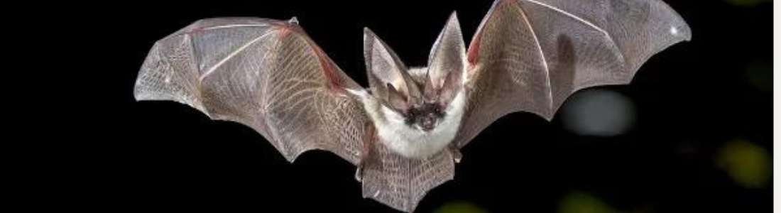 Controle de Morcegos 24 HORAS