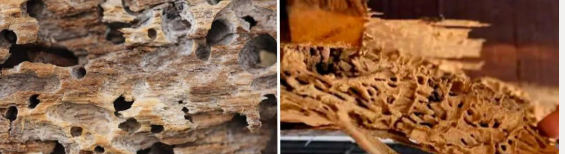 Cupins Invisíveis? Descupinização que Resolve o Problema na Raiz 24 HORAS