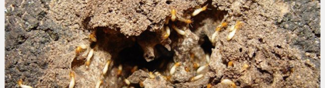 Ameaça Subterrânea? Acabe com o Cupim de Solo Hoje Mesmo 24 HORAS