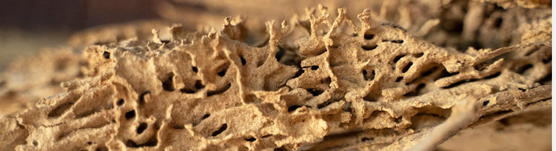 Cupim de Madeira Seca: Elimine a Ameaça Silenciosa em Sua Casa 24 HORAS