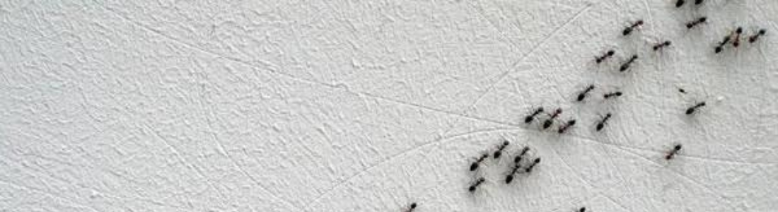 Formigas em Excesso? Saiba Como a Dedetização Resolve o Problema 24 HORAS