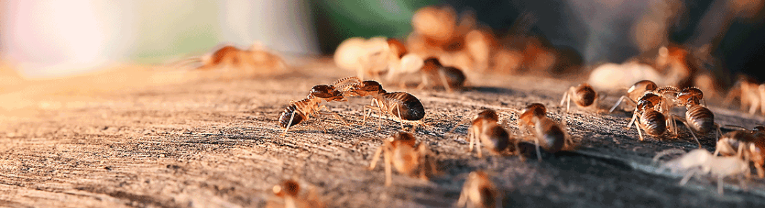 Descupinização Perfeita 24 HORAS