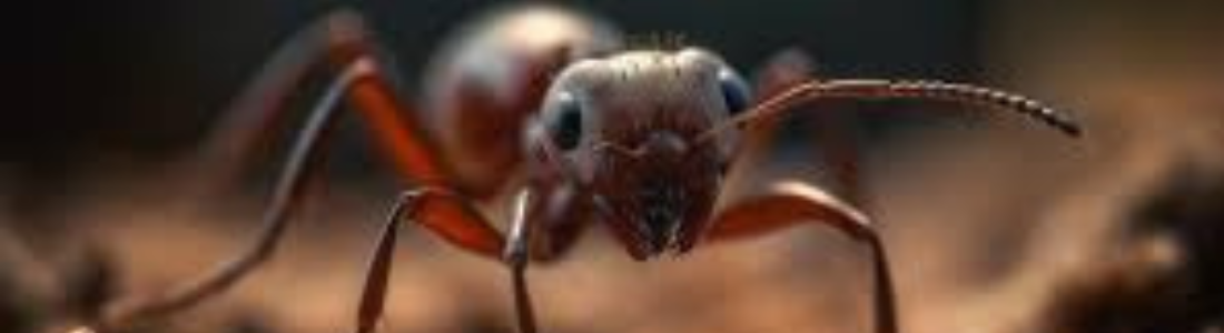 Invasão de Tanajuras? Saiba Como Eliminar Essas Formigas de Forma Eficaz 24 HORAS