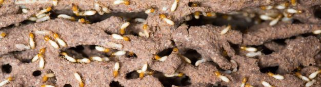 Cuidado com o Cupim Subterrâneo: Estratégias de Controle para Preservar Sua Estrutura 24 HORAS