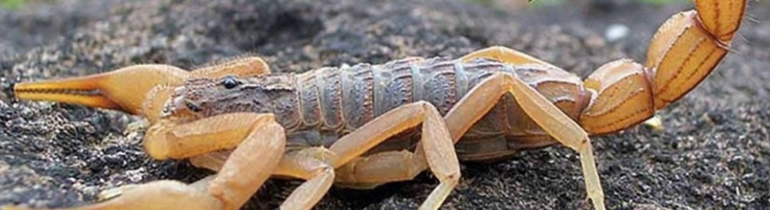 Escorpiões no Quintal? Proteja Sua Família com Métodos Avançados de Dedetização 24 HORAS