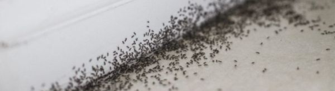 Formigas Doceiras em Casa? Descubra Como Controlar e Prevenir Infestações 24 HORAS