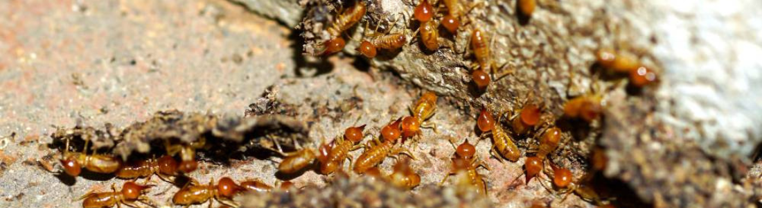 A Revolução da Descupinização: Como Combater Cupins e Preservar Sua Estrutura 24 HORAS