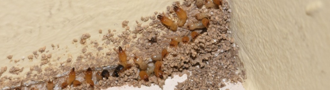 Insetos Fora de Controle? Descubra Como a Dedetização Pode Resolver o Problema 24 HORAS