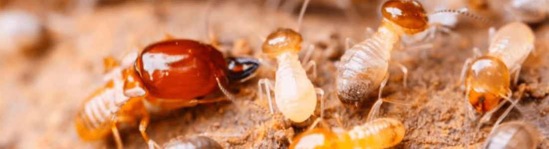 Descupinização na Capital de São Paulo 24 HORAS