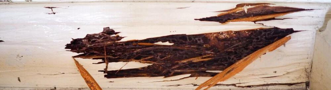 Controle de cupins em Portas 24 HORAS