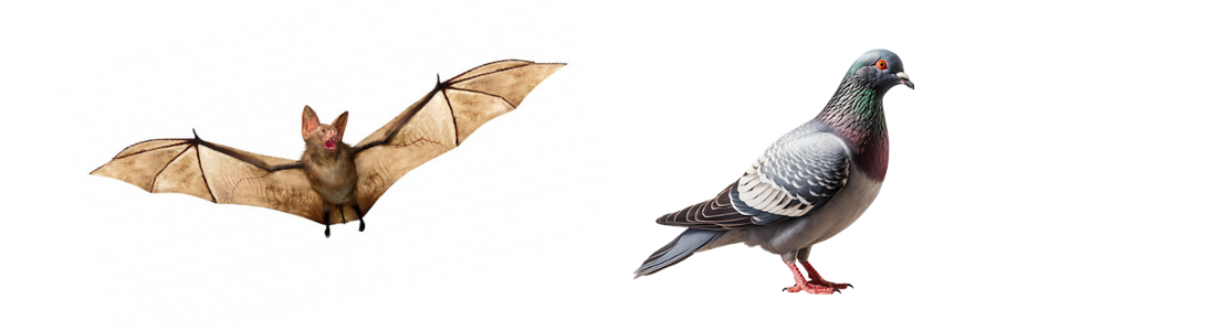 Manejo Pombos e Morcegos  24 HORAS