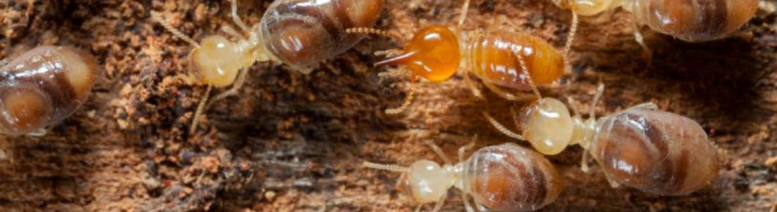 Descupinizadora Na Grande São Paulo  24 HORAS