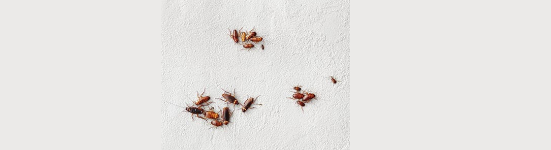 Baratinhas no Sacolão em São Paulo 24 HORAS