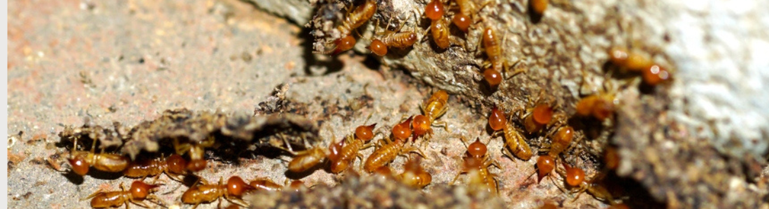 Cupins na Estruturas em São Paulo 24 HORAS